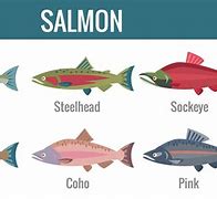 Image result for Salmon Fish Pic