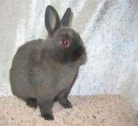 Image result for Broken Siamese Rabbit