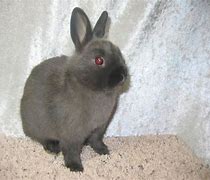 Image result for Siamese Satin Rabbit