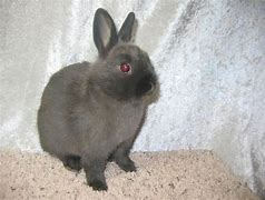 Image result for Siamese Rabbit