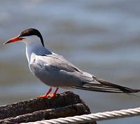 Image result for Tern