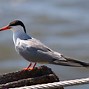 Image result for Tern