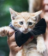 Image result for Cat Wearing Tie