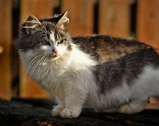 Image result for White Fluffy Cat with Pink Fairy Wings