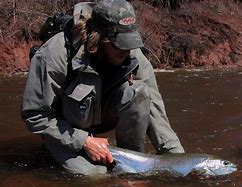 Image result for Steelhead Fly Fishing