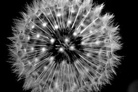 Image result for Macro Eye Photography Black and White