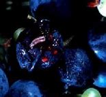 Image result for Blueberry Maggot