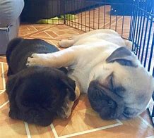 Image result for Baby Pugs Sleeping