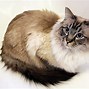 Image result for Tabby Cat Kitten