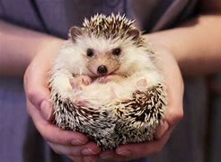 Image result for Cool Unique Pets