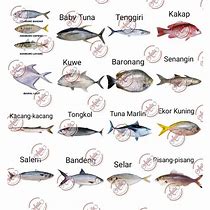 Image result for Ikan Laut Sabah