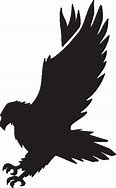 Image result for Black Hawk Bird