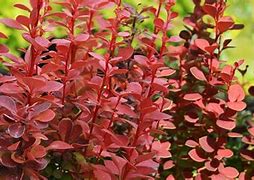 Image result for Barberry Orange Rocket 5 Gal