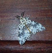 Image result for Lymantriidae