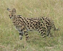 Image result for Serval Cat Pics