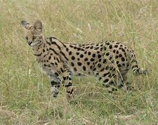 Image result for Serval Cat Photos