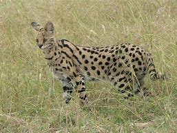 Image result for Serval Photography