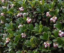 Image result for Plant Evergreen Shrubs