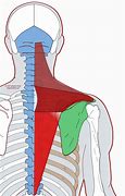 Image result for Inferior Trapezius