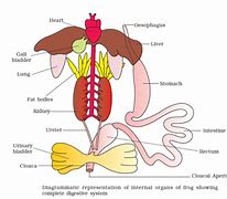 Image result for Frog Digestive System Diagram Labeled