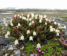 Image result for Tundra Flora