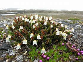 Image result for Flora Tundra Lumut