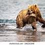 Image result for Brown Bear Catching Fish