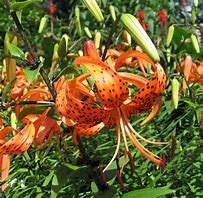 Image result for Lilium Tigrinum