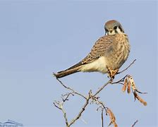 Image result for Female Kestrel Wings Top-Down View