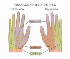 Image result for Hand Nerve Innervation