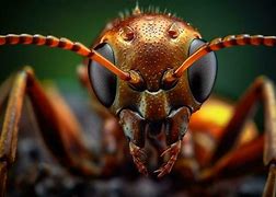 Image result for Ant Face