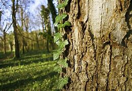 Image result for ivy tree bark