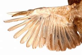 Image result for Wing Feather Anatomy