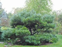 Image result for Full-Grown White Pines