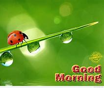 Image result for Good Morning Ladybug