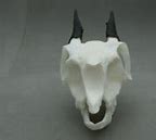 Image result for Dik Dik Skull