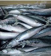 Image result for Norway Mackerel