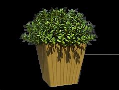 Image result for Buxus Box Plant