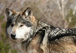 Image result for Lobo Monster T