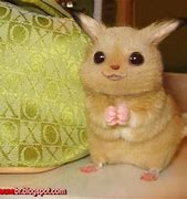 Image result for Real Life Pikachu Animal