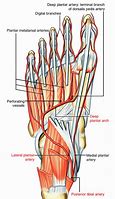 Image result for Plantar Arch