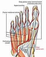 Image result for Plantar Arch