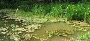 Image result for Pond Weed