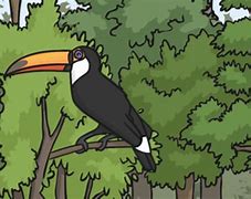 Image result for Toucan Varieties