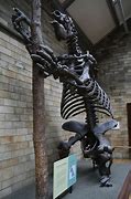 Image result for Giant Ground Sloth Skeleton