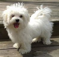 Image result for White Maltese Dog