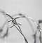 Image result for Clean Barbed Wire