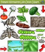 Image result for Hornworm Moth Life Cycle