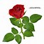 Image result for Lmk Rose