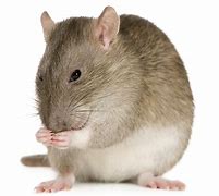 Image result for Bad Places to Hold a Rat